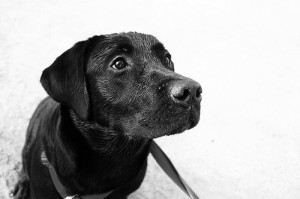 photo credit: visualpanic via photopin cc